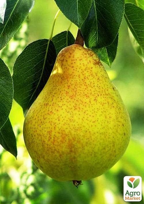 Груша "Жозефина" (зимний сорт, поздний срок созревания) - фото 5