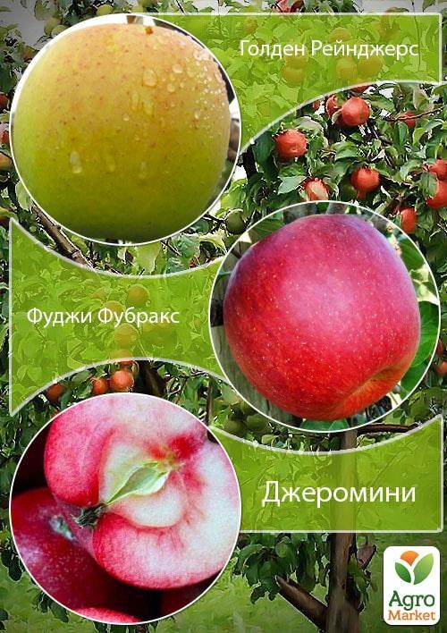 Дерево-сад Яблоня "Голден Рейнджерс+Фуджи Фубракс+Джеромин" 