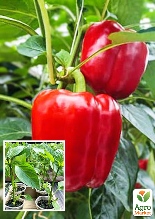 Розсада Перець солодкий «Клаудіо F1» (фермерське вирощування)
