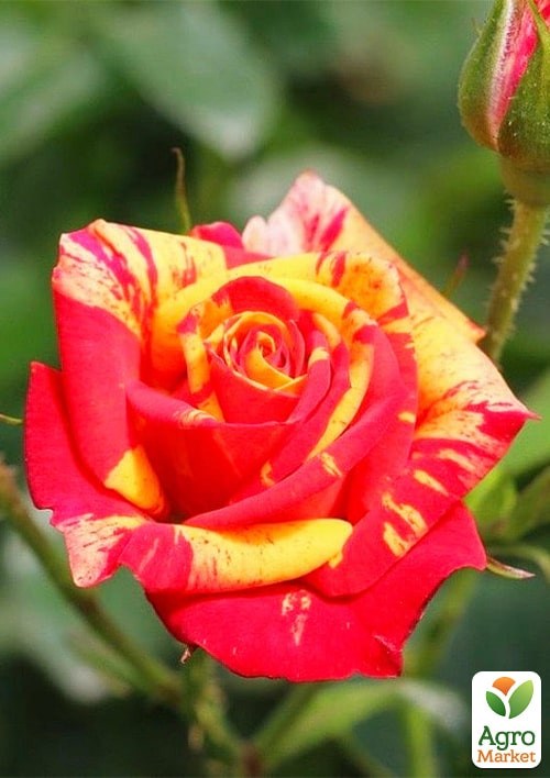 Роза в контейнере мелкоцветковая "Fire Flash" (саженец класса АА+)  - фото 2