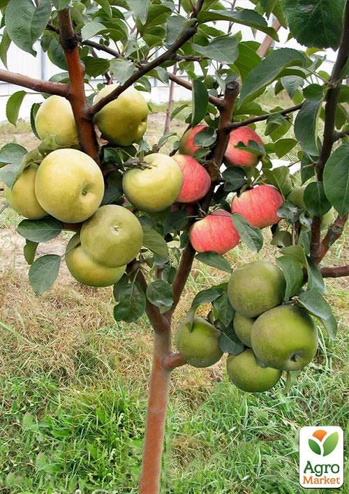 Эксклюзив! Дерево-сад Яблоня "Снежный кальвиль+Чемпион+Белый налив" 