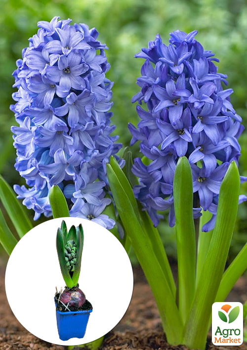 Гіацинт "Aqua"