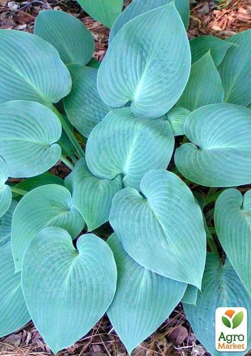 Хоста "Blue Cadet" 1шт в упаковке