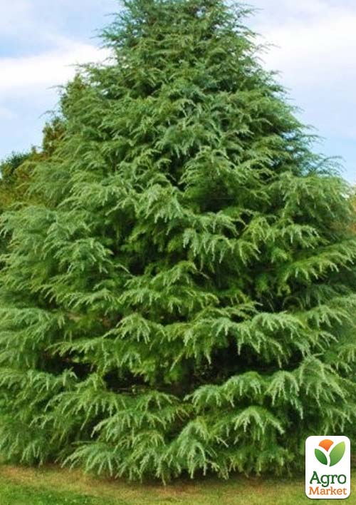 Кедр Гималайский (Cedrus Deodara) С2, высота 30-40 см - фото 2