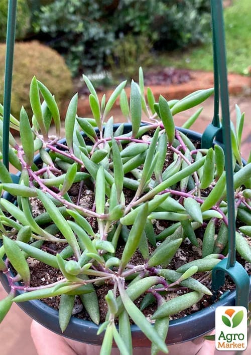 LMTD Сенеціо (хрестовник) "Purple Flash" підвісний вазон - фото 8