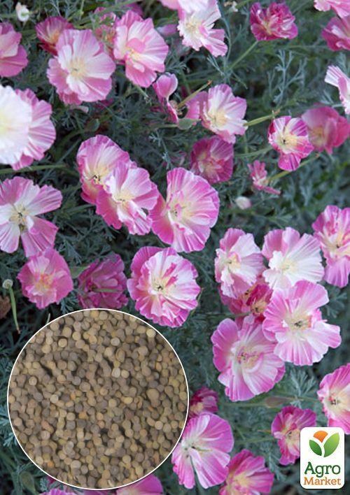 На вагу Ешшольція "Пурпурове сяйво" ТМ "Весна" ціна за 2г