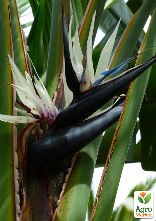 Стрелиция Гигантская "Nicolai" (высота 80-100см) - фото 7