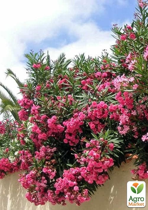 Олеандр 3-х річний "Greta" (висота 60-80см) - фото 2