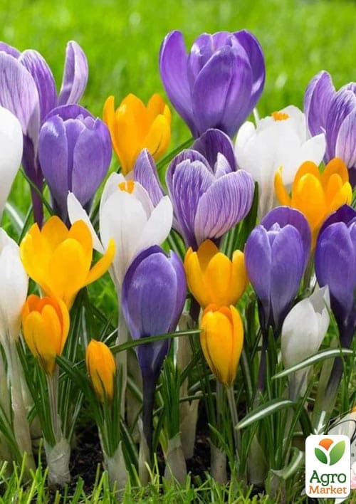 Крокус "MIX" укорененный (отцвел)