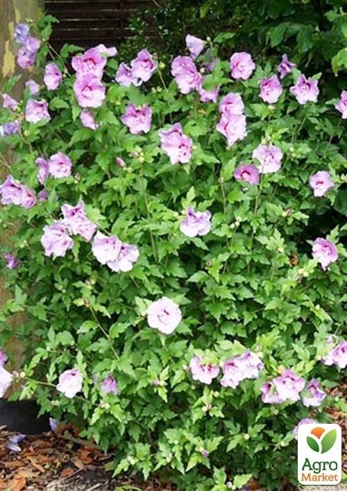 Гибискус сирийский "Ardens" С3, высота 20-40 см - фото 2