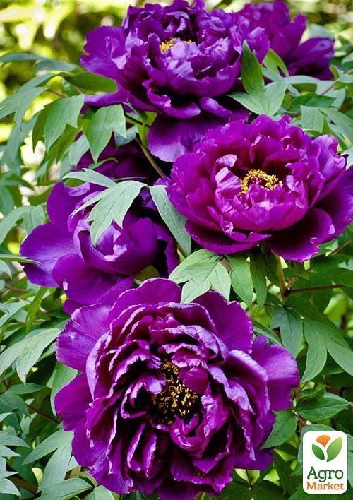 Пион древовидный "Purple Phoenix" 