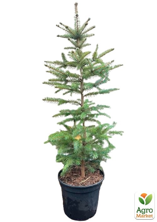 Ель колючая "Apache" С10, высота 70-90см - фото 4