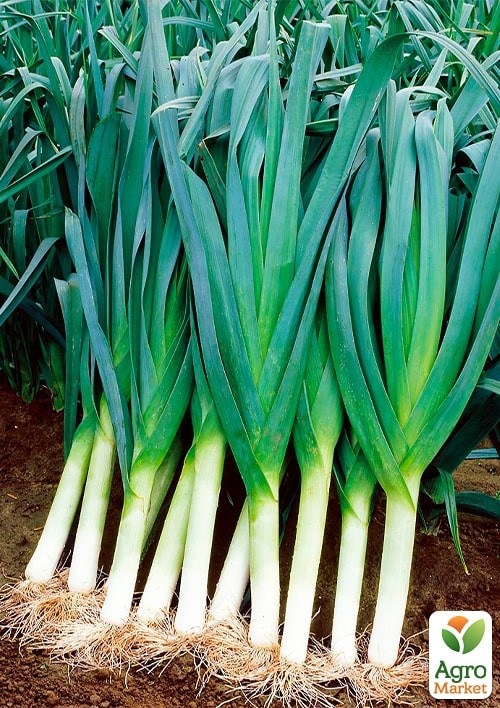 Лук-порей "Голет" (Зипер) ТМ "Весна" 1г