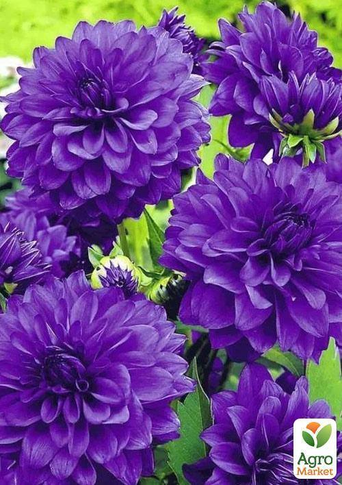 Георгина "Blue Boy" - фото 3