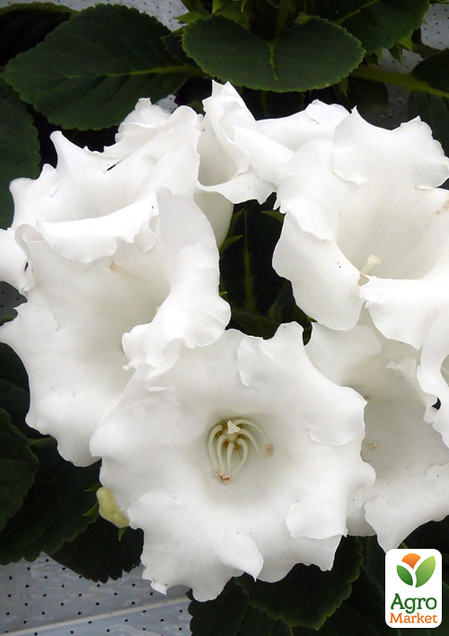 Глоксинія "Аванті F1" біла ТМ "Vesna Select" 5шт - фото 3