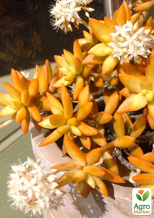 Очиток "Нуссбаумера" (Sedum nussbaumerianum) - фото 5