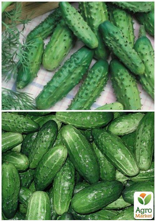 На вагу Огірок "Малюк" ТМ "Весна" ціна за 2г - фото 4