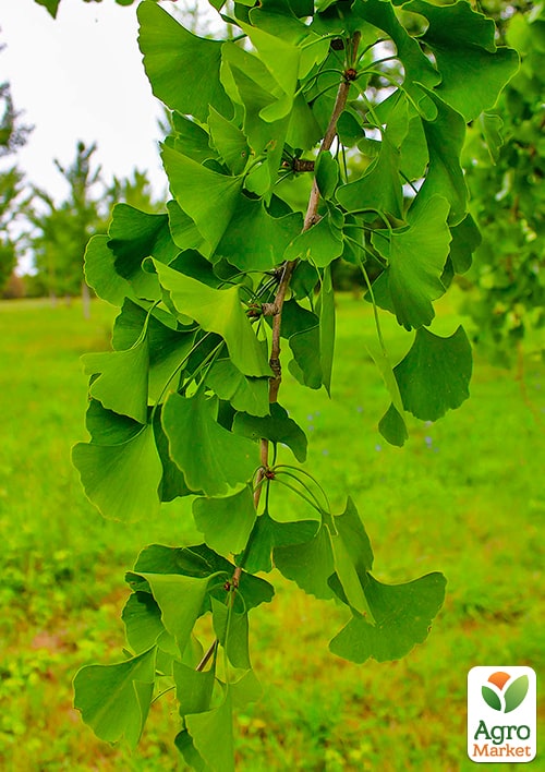 LMTD Гінкго Білоба (висота 20-30см) - фото 5