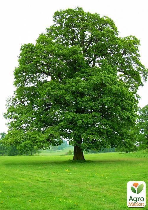 Дуб звичайний (висота 80-100см)