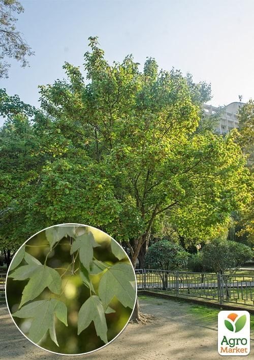 Клен "Бургера" (Acer buergerianum) вазон Р9