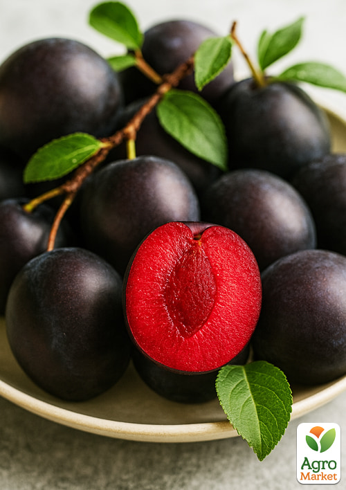 Гибрид сливы-абрикоса "Априсали" (средний срок созревания) - фото 2