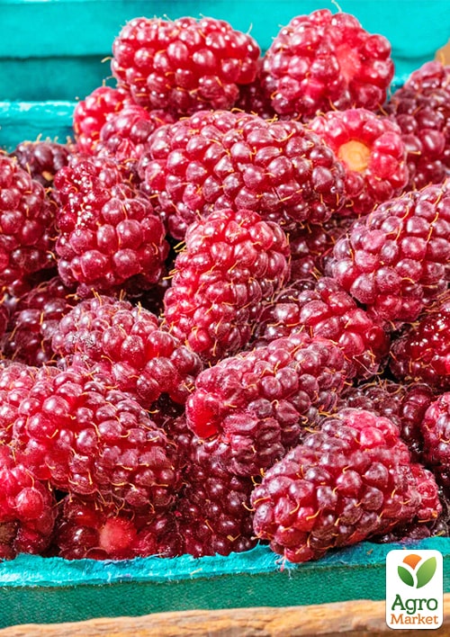 LMTD Ежемалина "Tayberry" (сортовая, укорененная) - фото 2