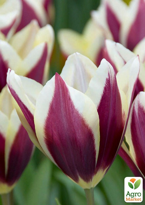 Тюльпан "Chansonette" 