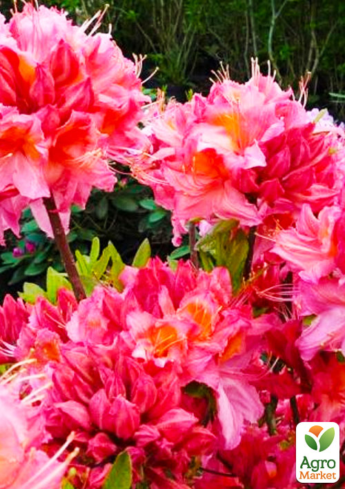 Рододендрон листопадний "Пінк Делайт"(Pink Delight)
