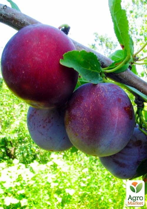 Слива "Кабардинка" (осенний сорт, поздний срок созревания)