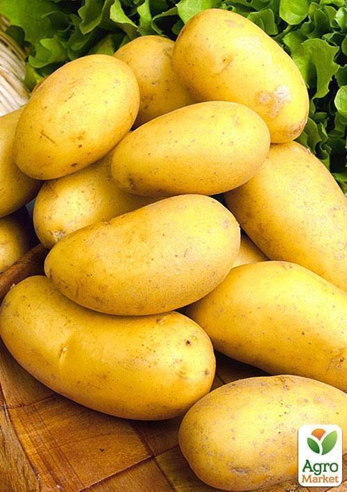 Семенной ранний картофель "Бюррен" (на жарку, 1 репродукция) 1кг