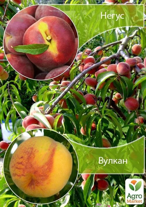 Дерево-сад Персик "Негус+Вулкан"