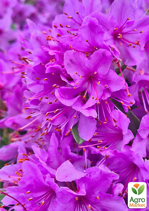 LMTD Рододендрон цветущий 2-х летний "Fimbriatum" (высота 20см)