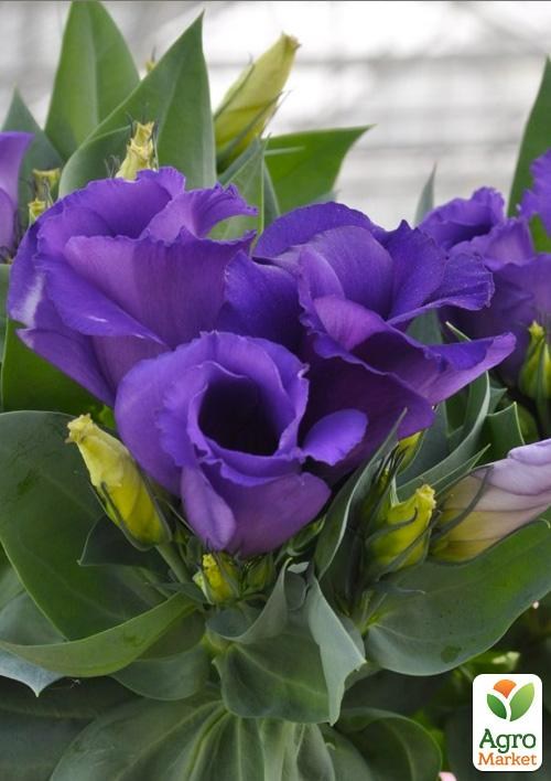 Эустома махровая горшечная "Carmen Blue"