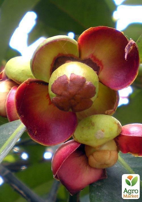 Мангостан "Трійнята" ТМ "Vesna Exclusive" 3шт - фото 3