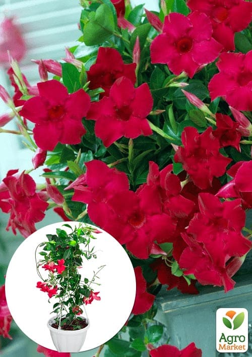 Дипладенія 2-х річна (Mandevilla) "Velvet Red" (висота 40-50см, підвісний вазон)