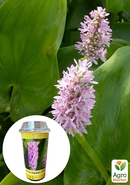 LMTD Понтедерія серцелиста (німфея) "Pink Pons"