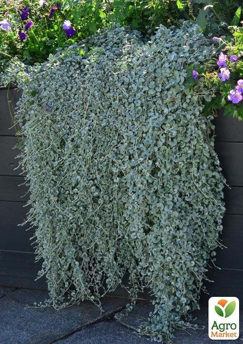 Діхондра "Сріблястий Водоспад" - фото 2