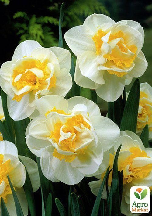 Нарцис "Unique" 2шт в упаковці