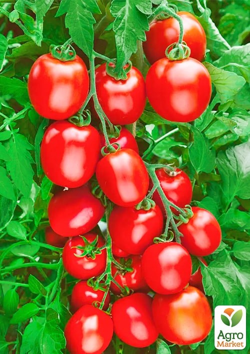 Томат "Новичок" (Большой пакет) ТМ "Весна" 0,5г - фото 2