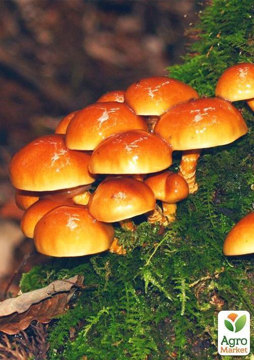 Блок японского опенка 3 кг