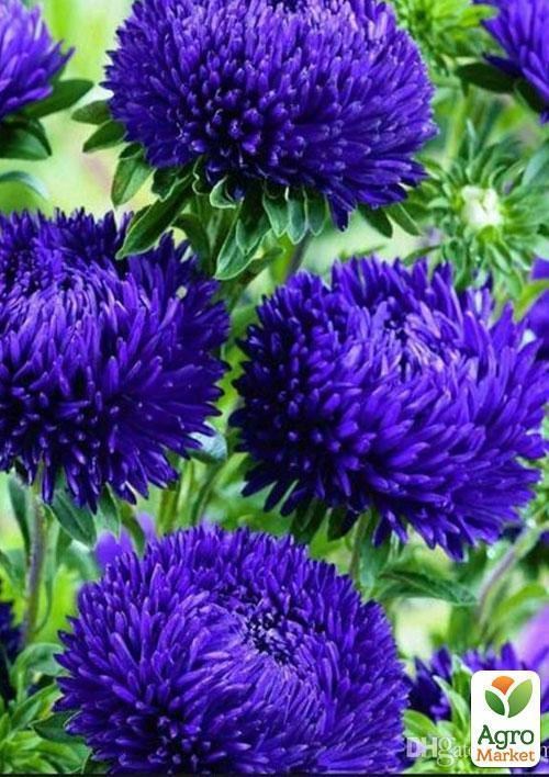 Айстра "Півоновидна синя" (Зипер) ТМ "Весна" 0,5г - фото 2