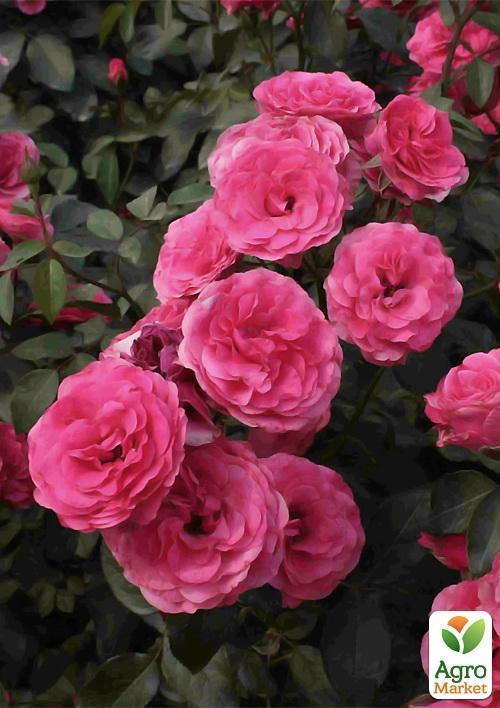 Роза плетистая "Этюд" (саженец класса АА+) высший сорт - фото 4