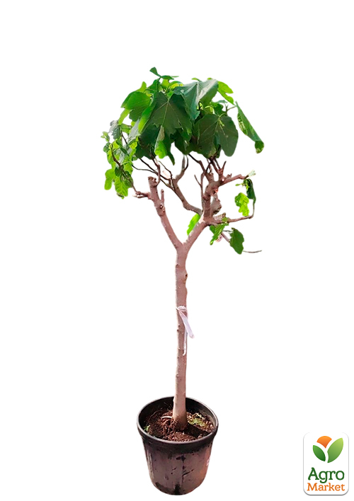 LMTD Інжир 10-річний щеплений "Carica" (висота 150-180см) - фото 3