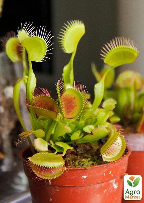 Мухоловка "Хантер" ТМ "Vesna Exclusive" 5шт - фото 5