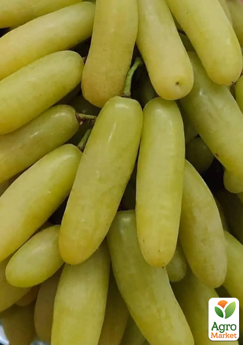 Виноград "Банановые ножки" (ранний, крупный, сладкий)