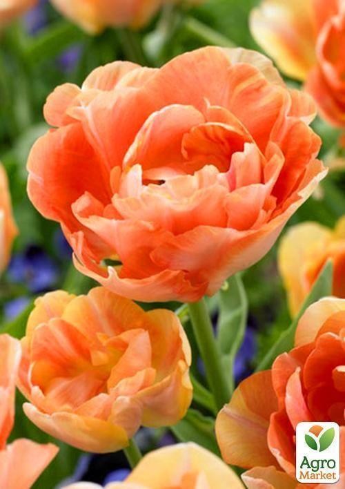 Тюльпан "Orange Angelique" 1шт в упаковці