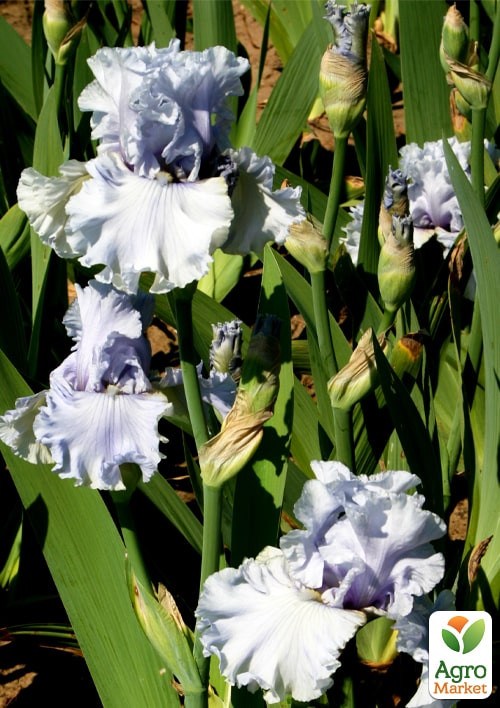 Ирис бородатый крупноцветковый "Luxuriant"   - фото 2