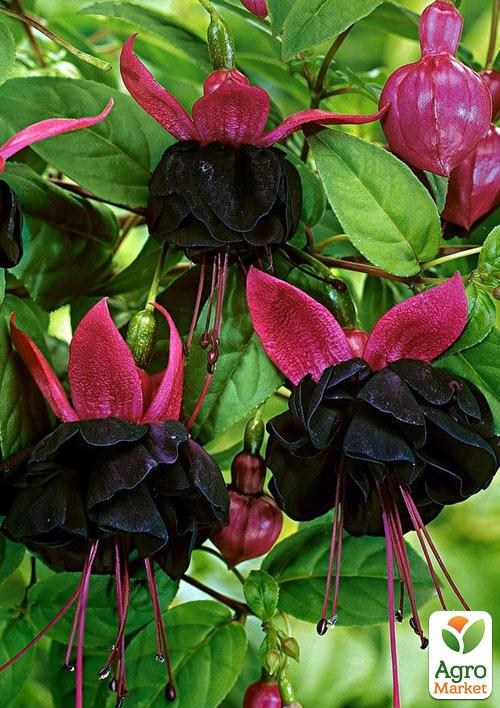 Фуксия ампельная "Blacky" (контейнер № 10, высота 5-10 см)