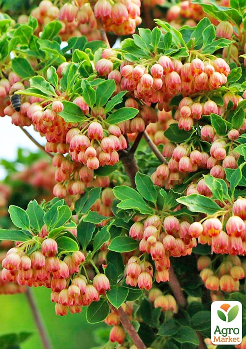 LMTD Енкіантус дзвоновий "Enkianthus campanulatus" висота 60-80см - фото 6