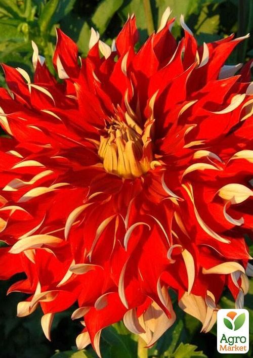 Георгина "Autumn Sunburst"